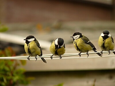 aves jigsaw puzzle