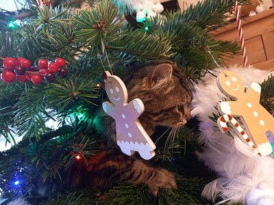 Cat in Xstmas tree