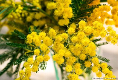 mimosa jigsaw puzzle