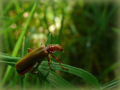 Insecte jigsaw puzzle