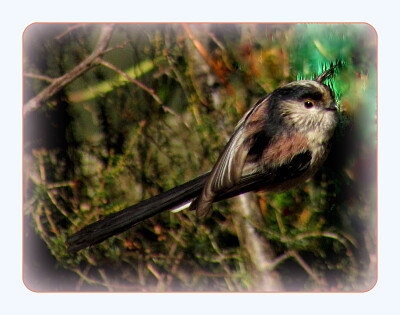 Mésange à  longue queue jigsaw puzzle