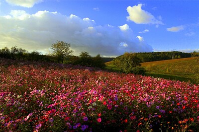 Prairie fleurie jigsaw puzzle