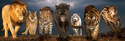 BIG CATS jigsaw puzzle