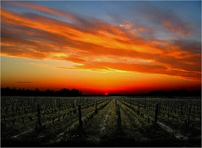 Coucher de soleil sur vignoble