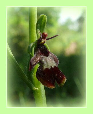 פאזל של Orchidée sauvage
