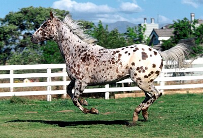 Appaloosa