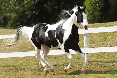 Paint Horse