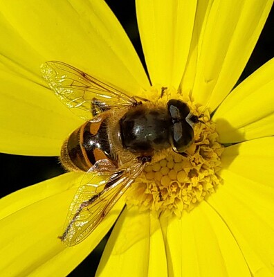 Abeille