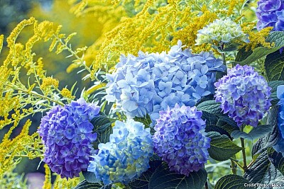 hortensia