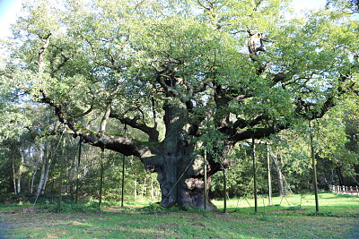 Robin Hoods Tree - Sherwood