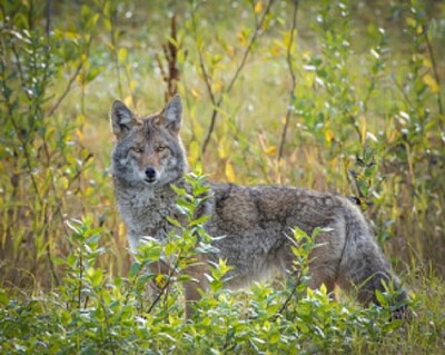 Fauna del Uruguay jigsaw puzzle