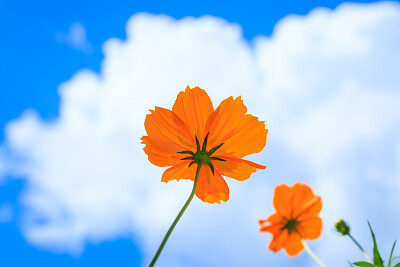 flores com fundo de cÃ©u