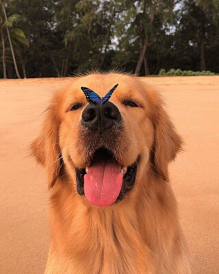 פאזל של perro mariposa