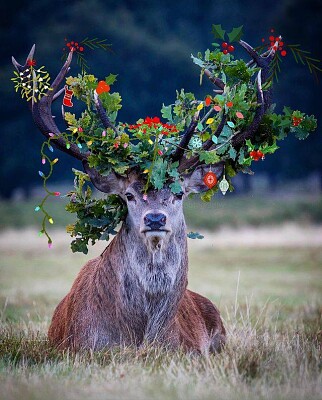 Venado