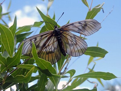 Fauna del Uruguay 2