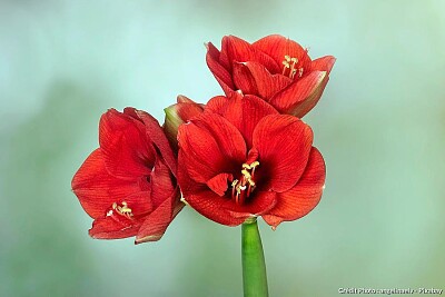 פאזל של bouquet