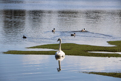 Swan and Ducks, Lake Beaulieu, U.K.
