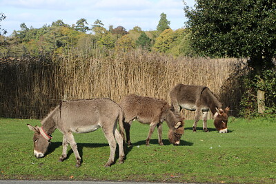Donkeys, Beaulieu, U.K.