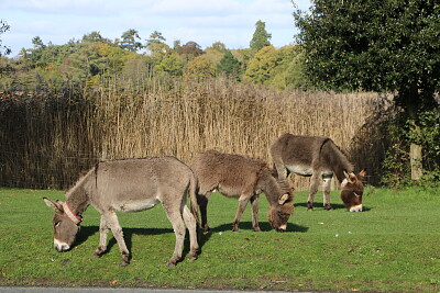 Donkeys, Beaulieu, U.K. jigsaw puzzle