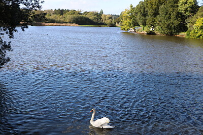 Lonely Swan, Beaulieu, U.K.
