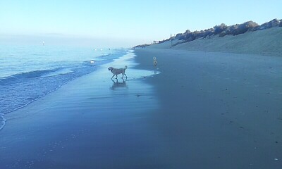 Dogs at Dusk - West Beach S.A. jigsaw puzzle