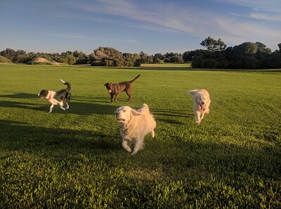 Jess, Jake, Wilbur and Keera - West Beach SA jigsaw puzzle