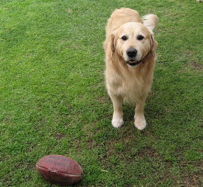 פאזל של Jack - Best Dog. RIP.