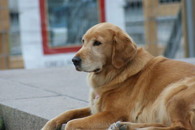 Golden retriever canadese jigsaw puzzle