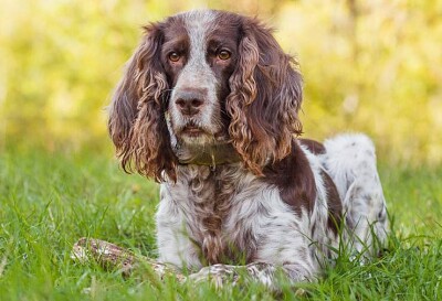 Spaniel russo