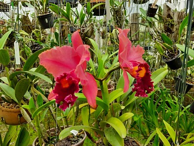 Orquí­deas