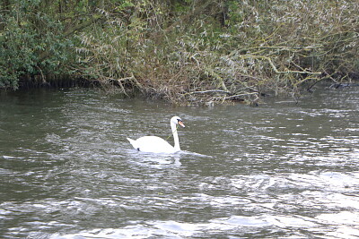 Swan, Norfolk Broads, U.K. jigsaw puzzle