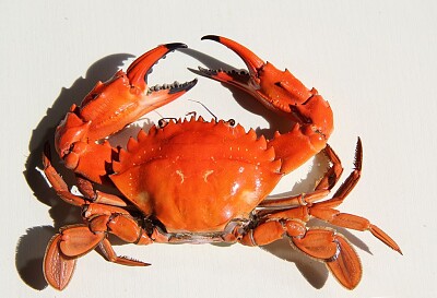 פאזל של crab