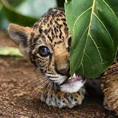 ASOMA LEOPARDITO