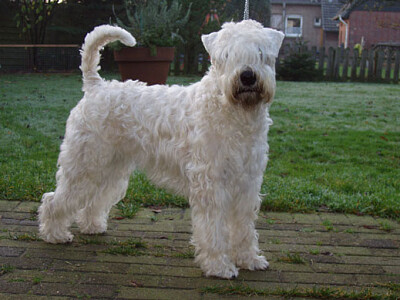 Irish soft coated wheaten terrier