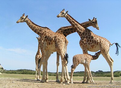 girafe jigsaw puzzle