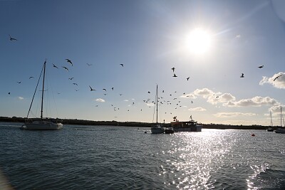 Seagulls on the scrounge - Titchmarsh, U.K.