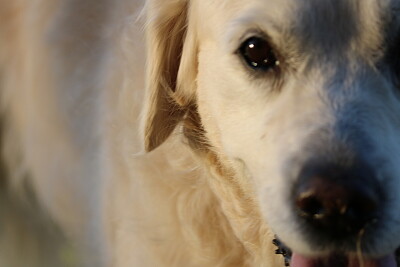 Jess the Golden Retriever Sees you!