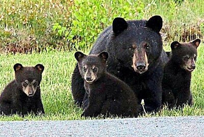 Black Bear and Cubs