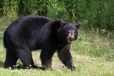 Black Bear, Nova Scotia jigsaw puzzle