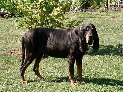 Coonhound americano jigsaw puzzle