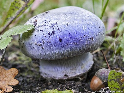 פאזל של champignon