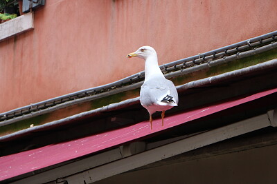 Tagged Seagull, Venice