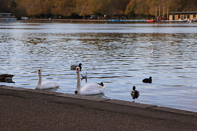 Hyde Park, London, UK jigsaw puzzle