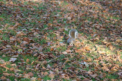 Squirrel in Hyde Park, London, UK jigsaw puzzle