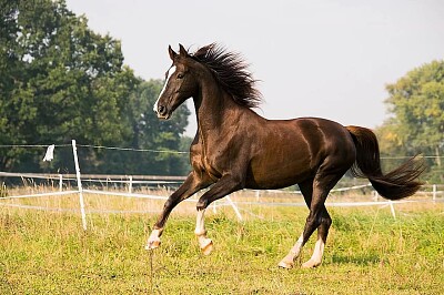 American saddlebred jigsaw puzzle