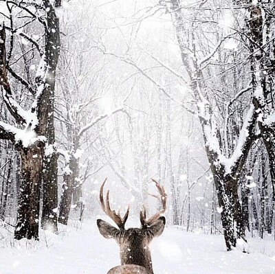 bosque nevado