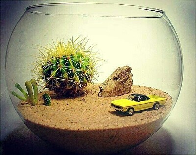 פאזל של Terrarium