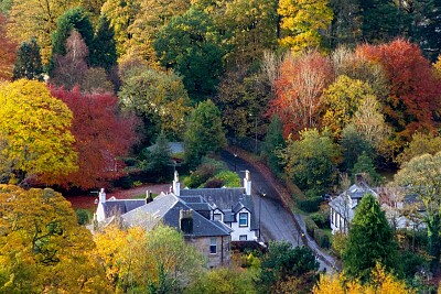 Autumn trees