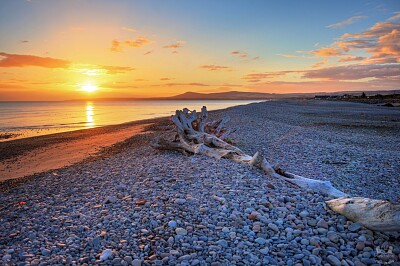 Spey Bay tree jigsaw puzzle