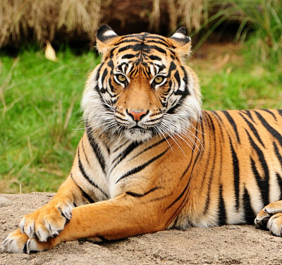 Este animal mamÃ­fero, que estÃ¡ considerado como el